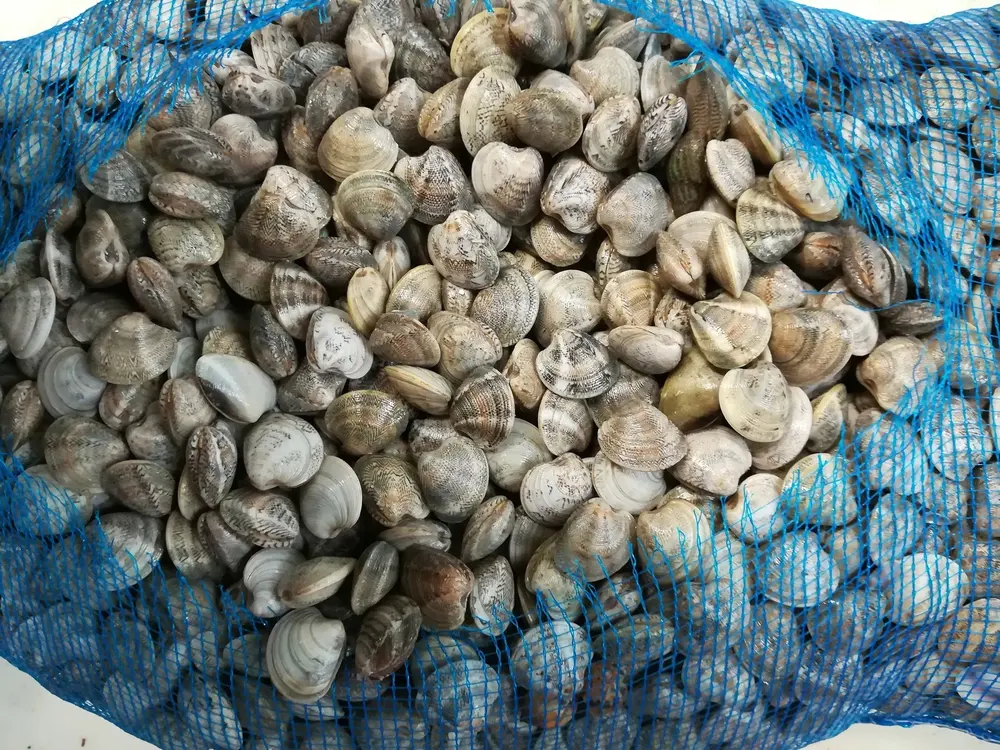 Vongole lupino