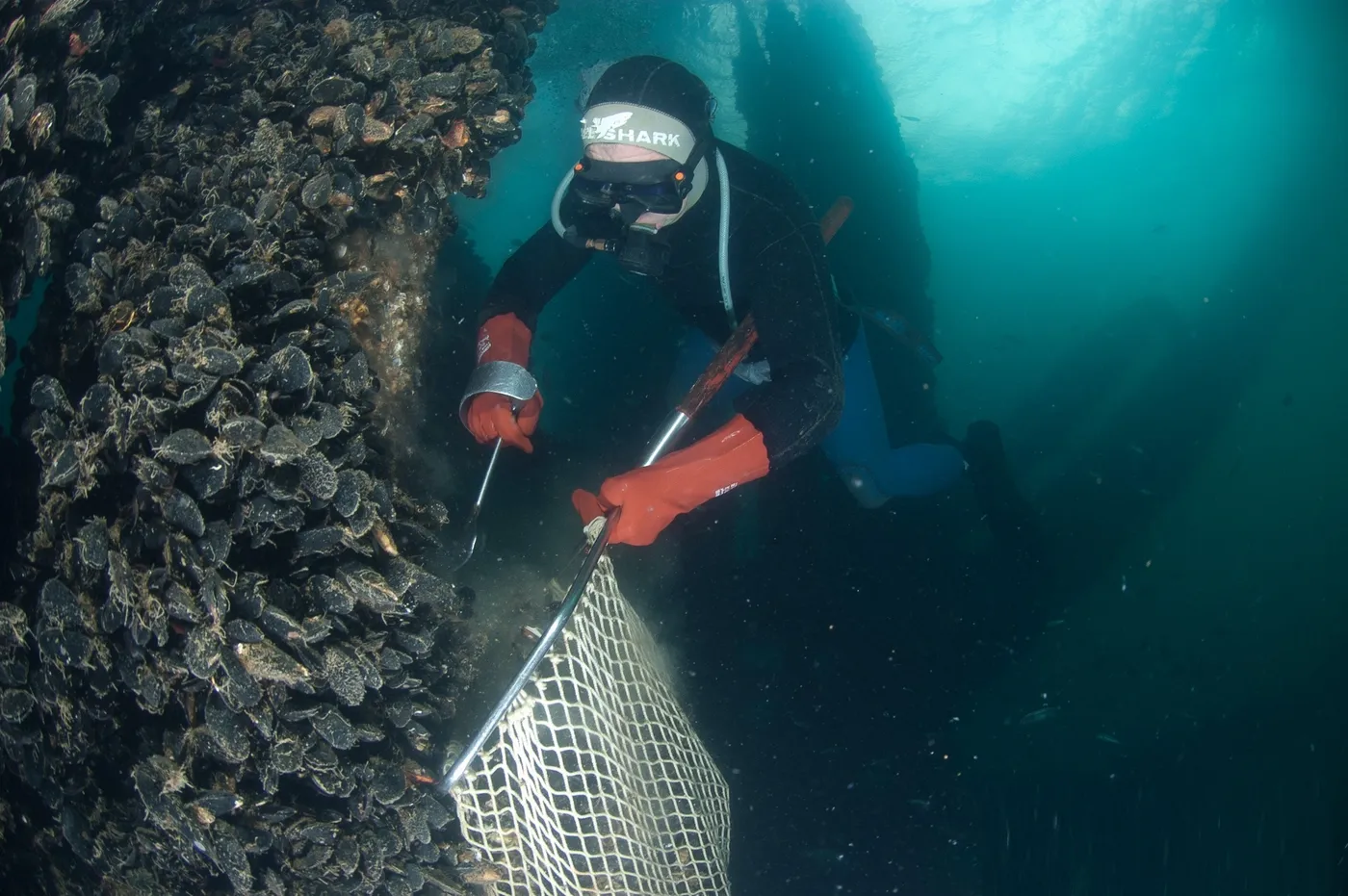 Subacqueo raccoglie cozze selvagge