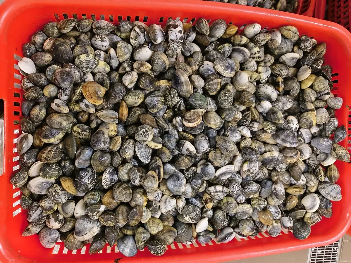 Vongole veraci